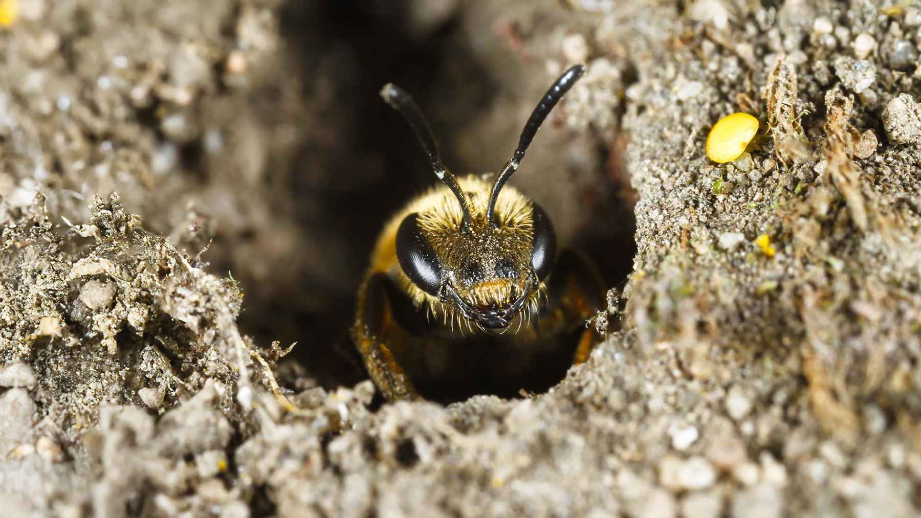 Ground-nesting mining bee emerging from a soil burrow in Ithaca, New York.