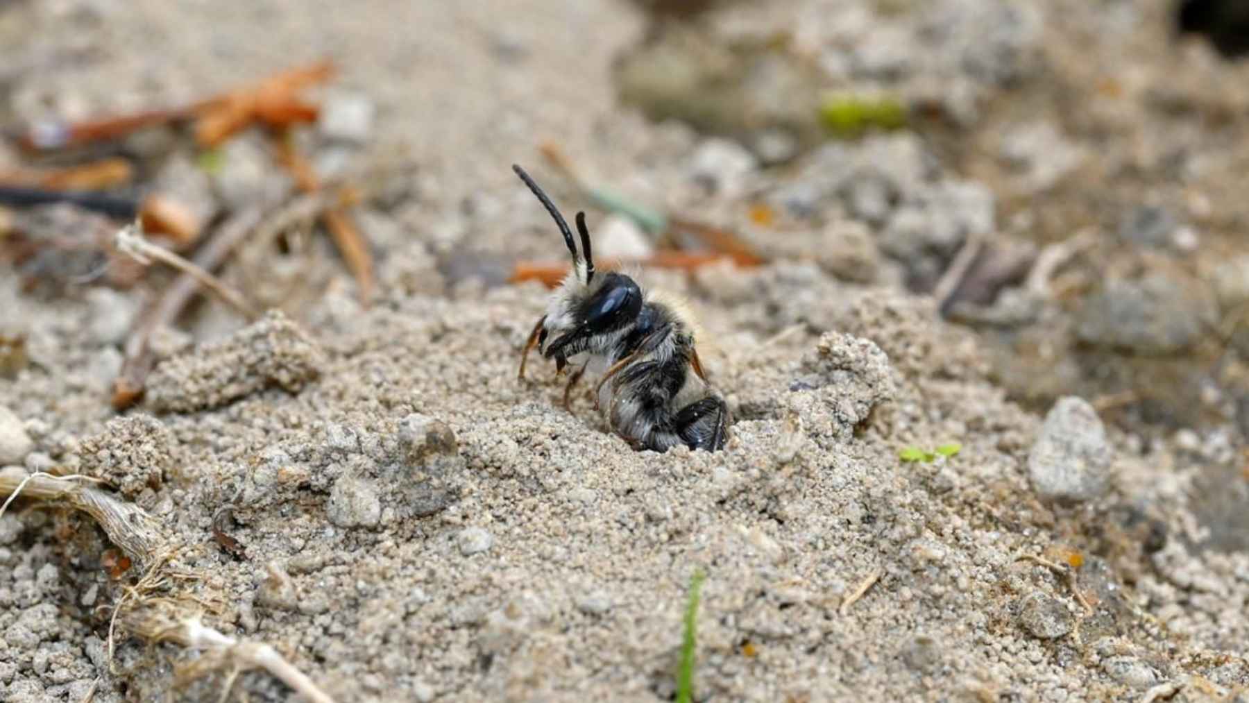 ECOnews 1 A ground-nesting mining bee emerging from a small burrow in sandy soil.