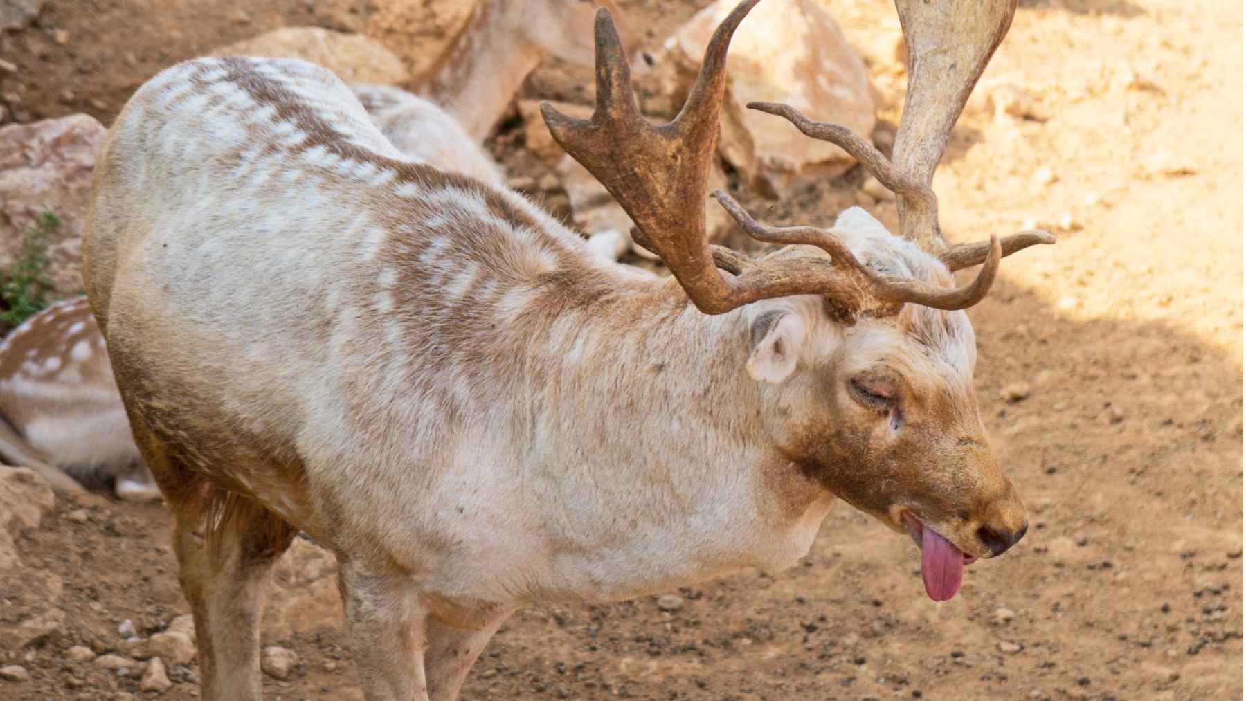 Deer showing heat stress with tongue out in dry environment under high temperatures.