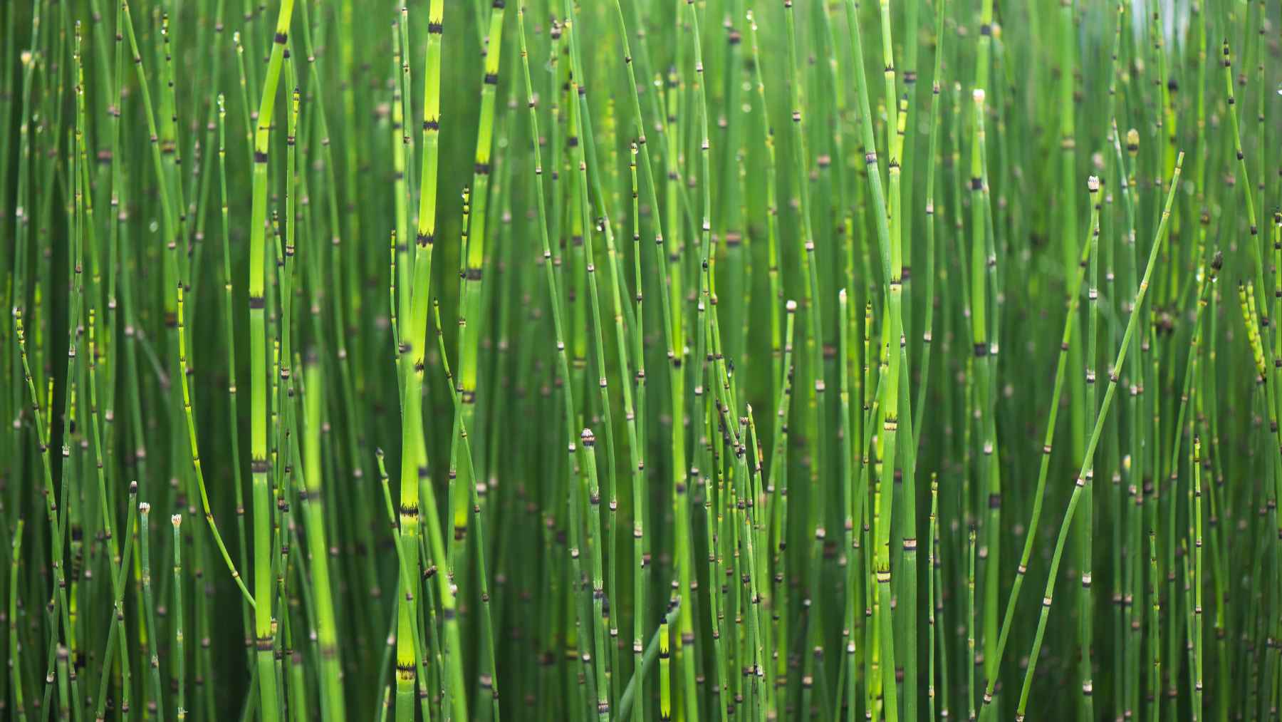 Dense field of green horsetail plants with segmented stems linked to unusual water isotope behavior