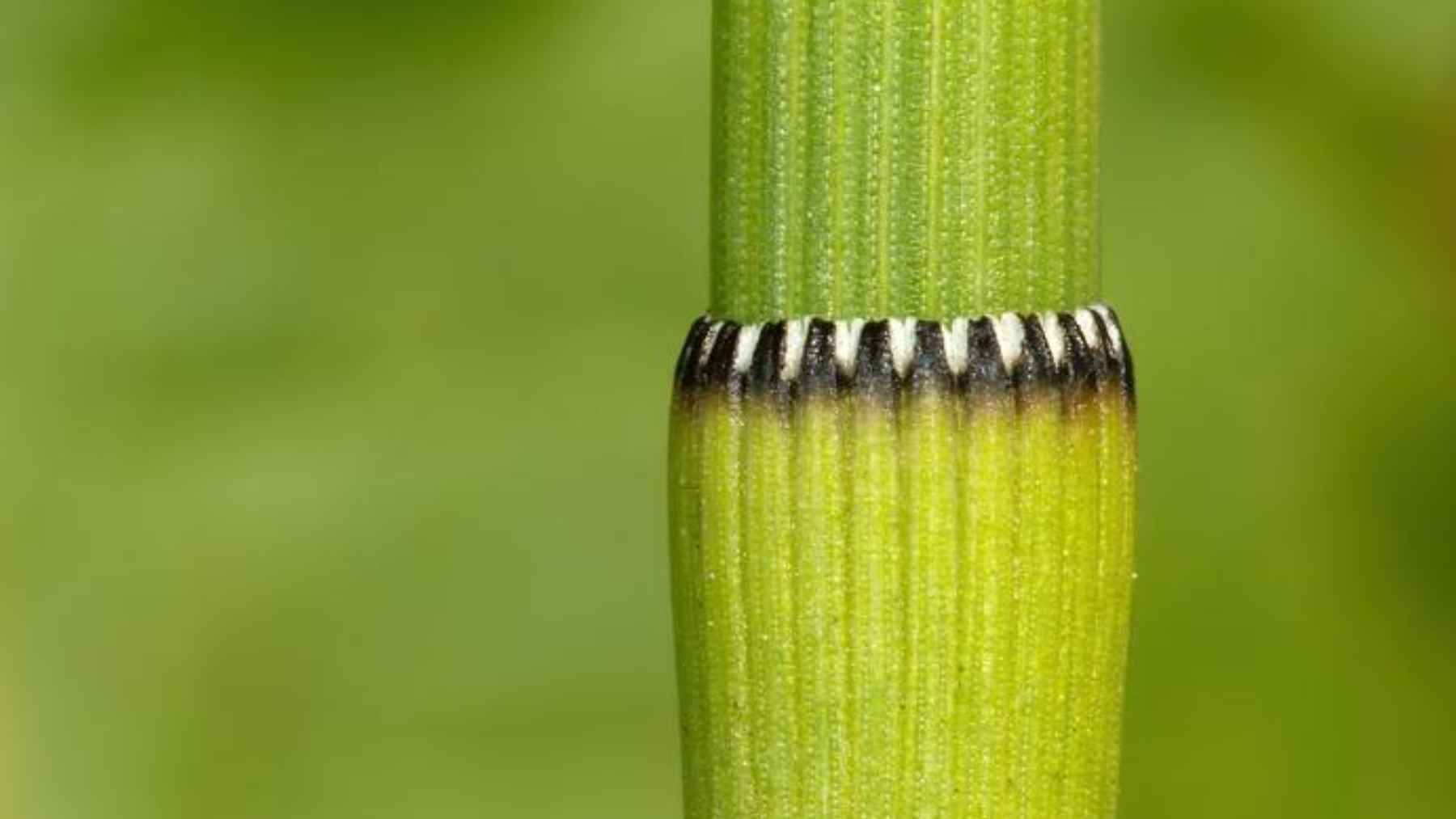 Close-up of horsetail stem segment showing joint structure where water evaporation alters isotope composition