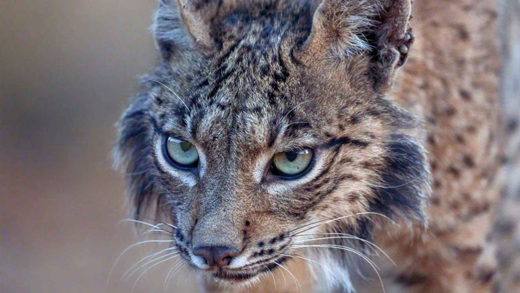 More than 200 Iberian lynx were killed by vehicles in a single year even as the population reached 2,663, a recovery story now dragging a deadly price tag behind it 1 Close-up of an Iberian lynx face showing sharp eyes and distinctive ear tufts.