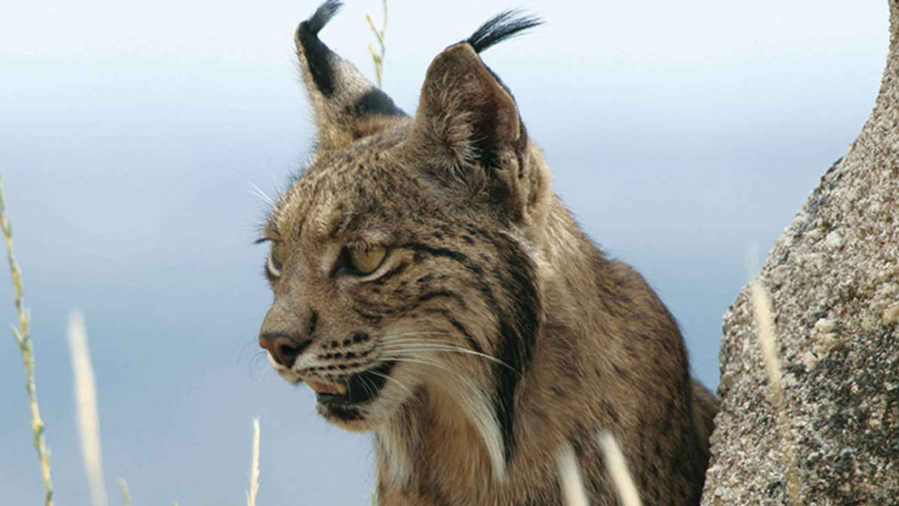 Iberian lynx standing in Mediterranean habitat in Spain, a top predator that influences seed dispersal and ecosystem dynamics