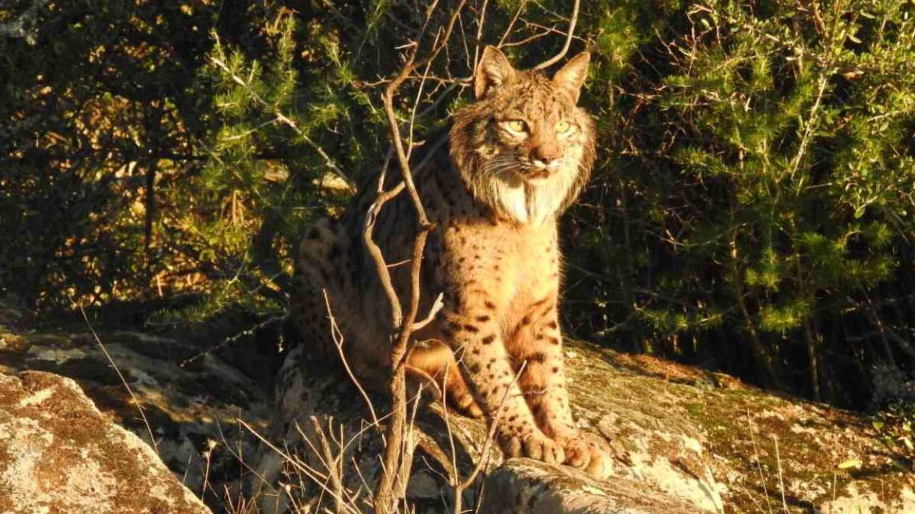 Iberian lynx in a Mediterranean habitat where researchers found the predator influences seed dispersal and forest regeneration