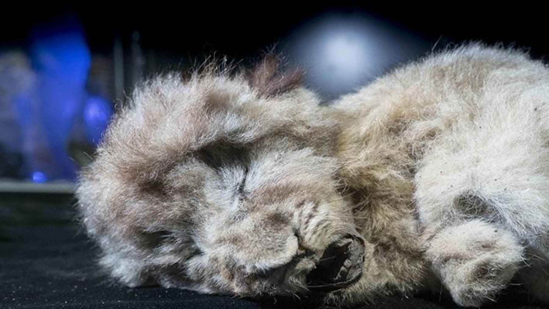 Exceptionally preserved Ice Age cave lion remains recovered from Siberian permafrost for ancient DNA analysis.