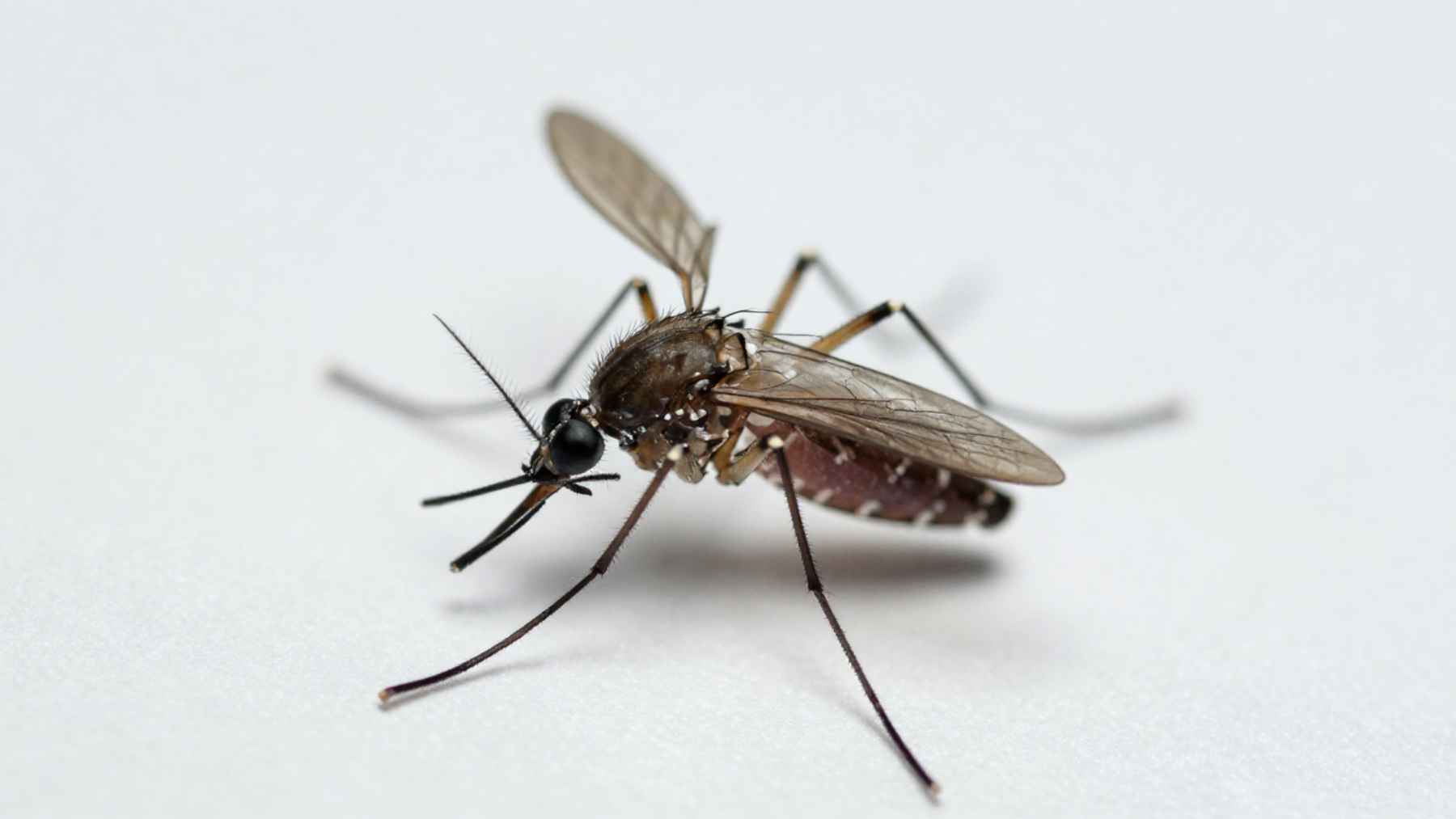 Close up of a mosquito identified as Culiseta annulata, the species recorded in Iceland for the first time.