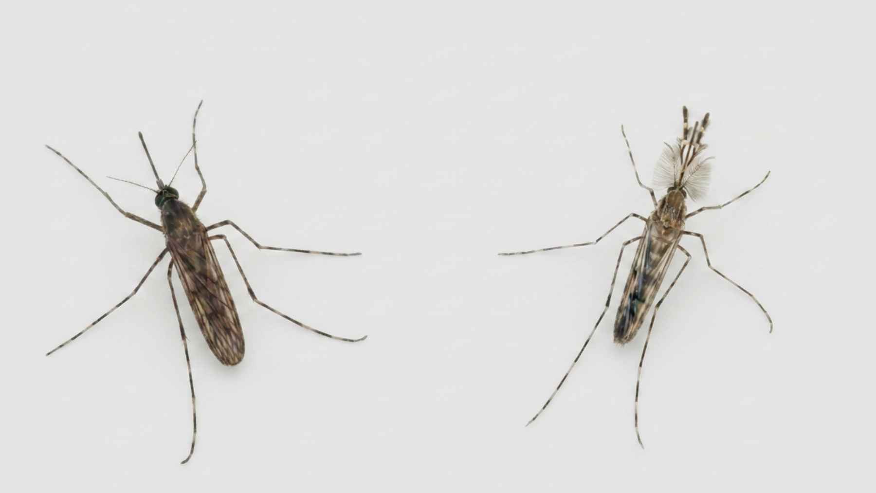 Mosquitoes appear in Iceland for the first time, and zoologists are watching climate and standing water because a small change like this can ripple through entire ecosystems 1 Male and female Culiseta annulata mosquitoes shown side by side after being identified in Iceland.