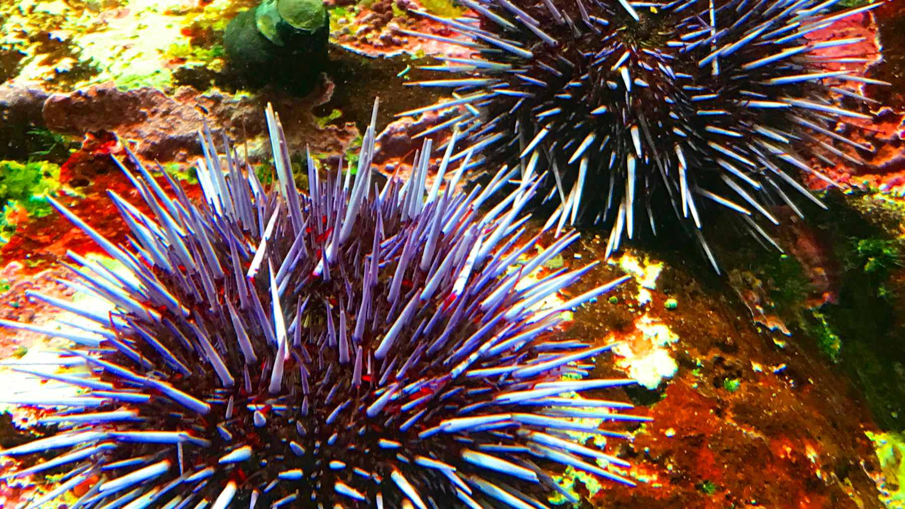 A diver illegally harvesting purple sea urchins from the seabed within a protected marine area in Italy.  