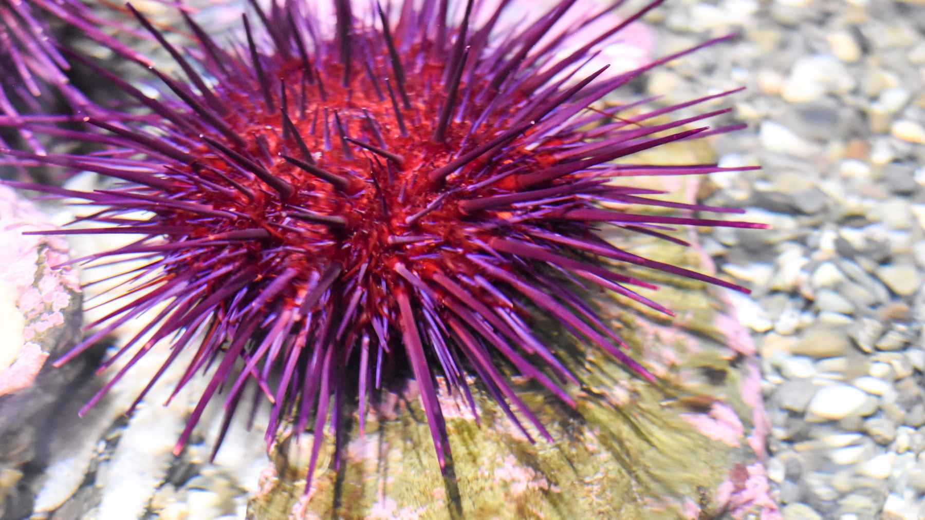 A diver illegally harvesting protected purple sea urchins from the rocky seabed within the Gaiola Underwater Park marine reserve.