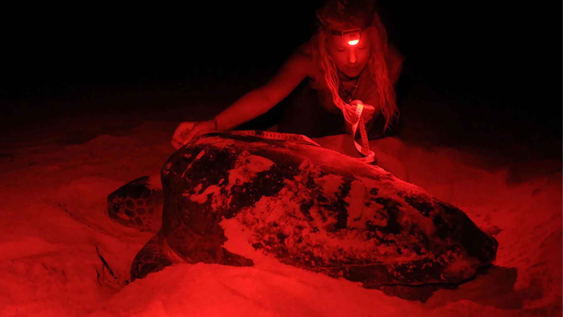 Loggerhead turtle nesting on a Boa Vista beach as a night patrol team monitors the sand with red light