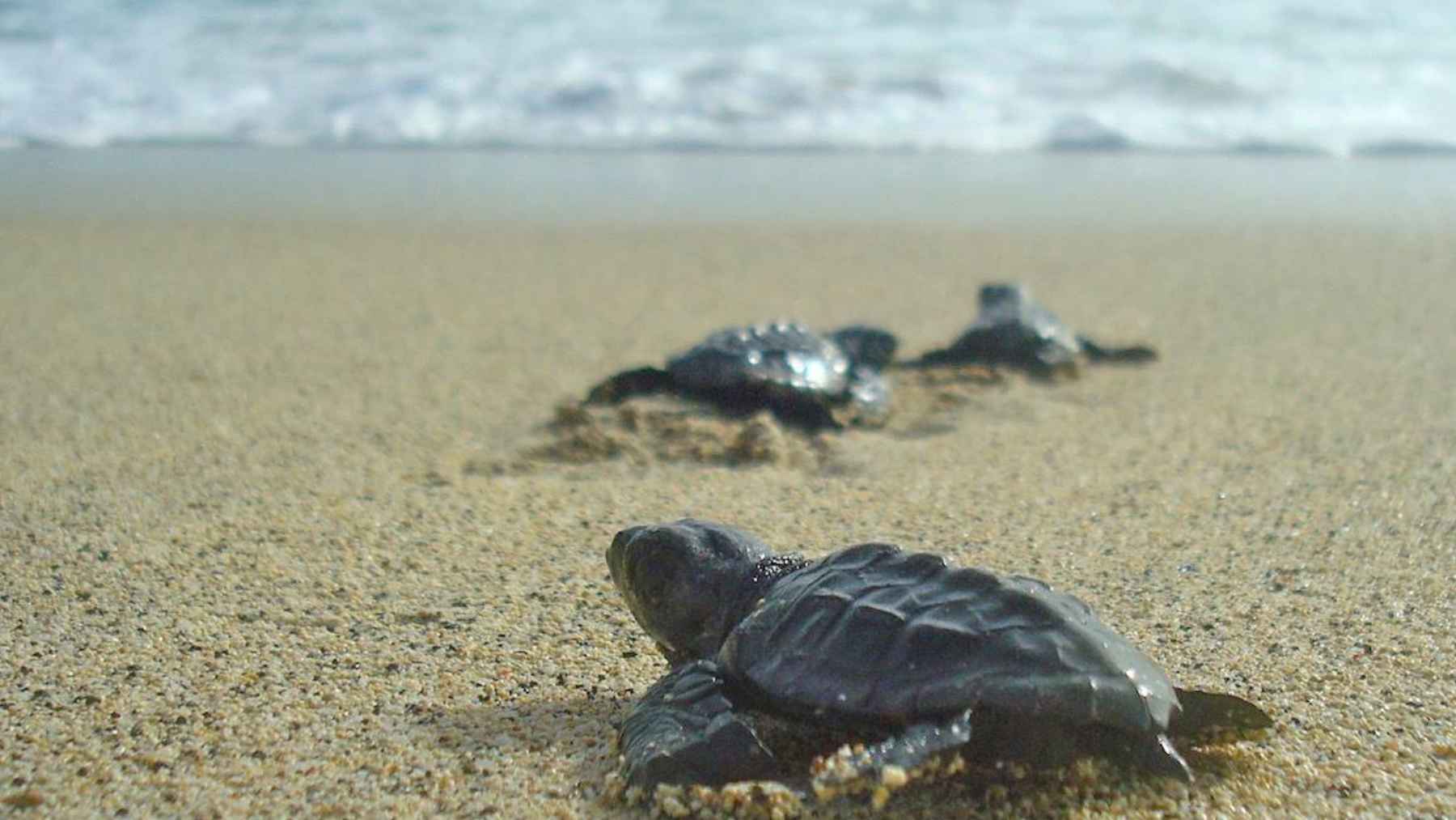Loggerhead turtle hatchlings crawling across a sandy beach toward the ocean