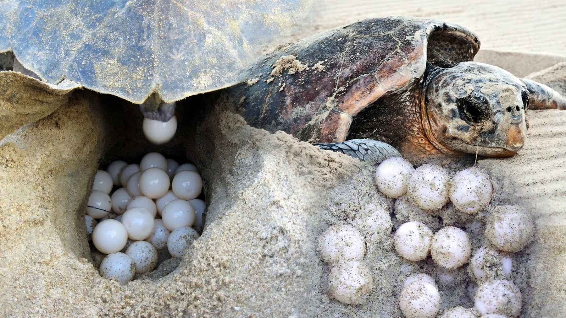 Loggerhead sea turtle laying eggs in a sandy nest on a beach
