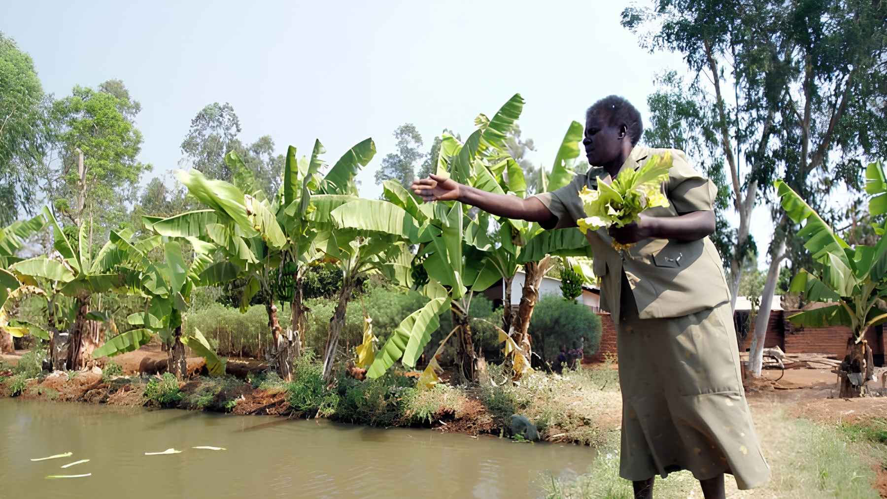 Fish pond surrounded by banana plants on a diversified agroecological farm in Malawi