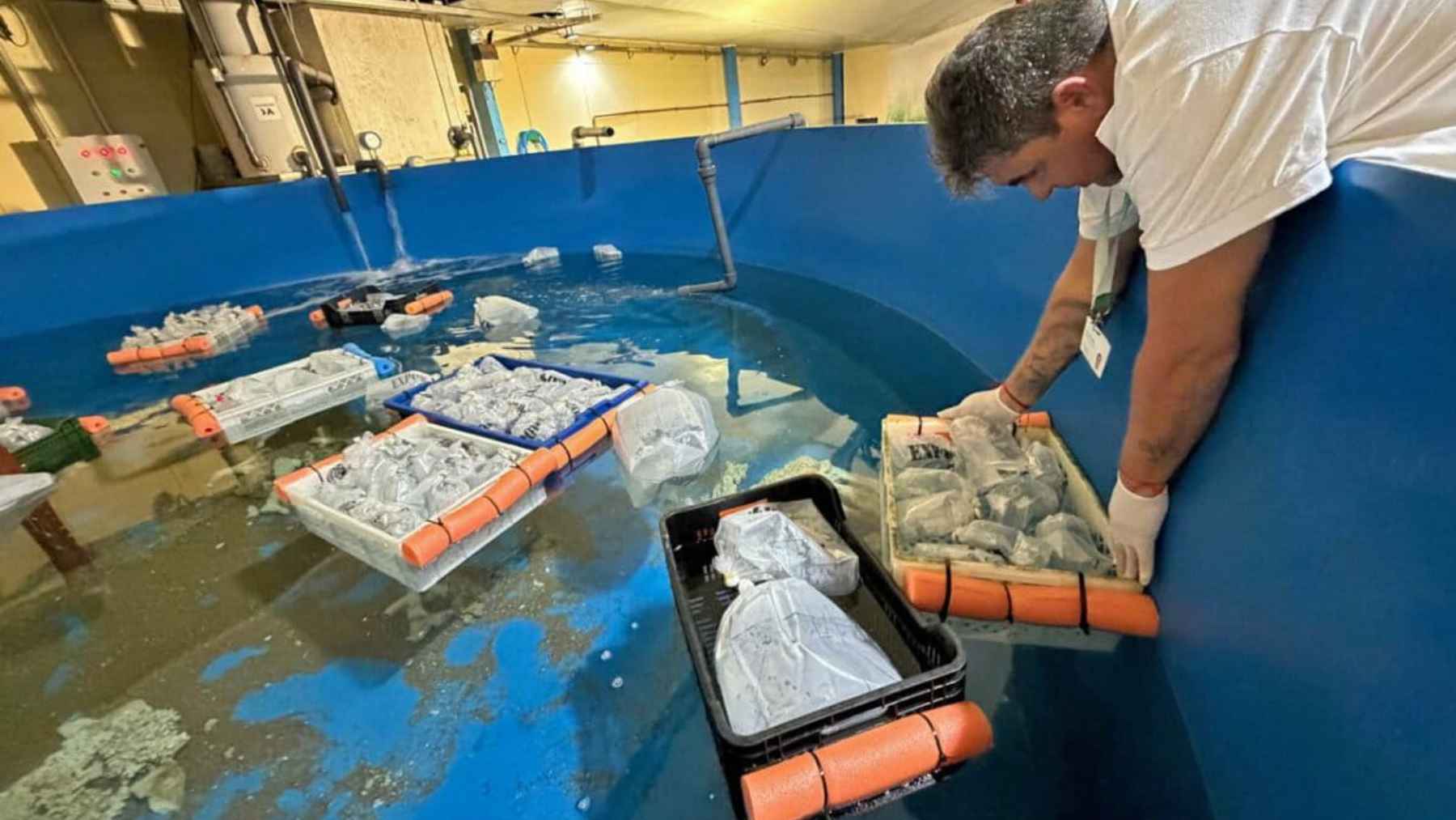 Rescuers place seized marine animals in recovery tanks after an airport wildlife trafficking bust