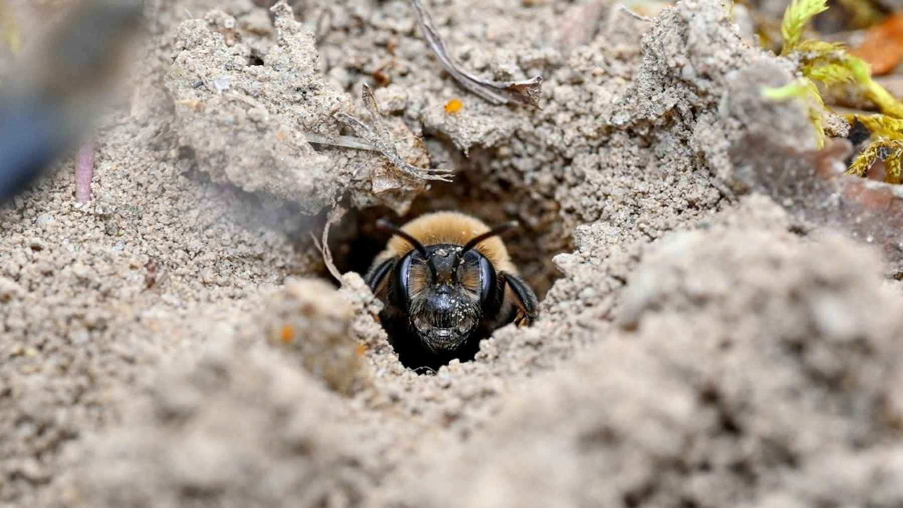 Millions of bees are found nesting underground in a massive colony, and the scale forces a rethink of how we protect pollinators beyond hives 1 A mining bee looking out from an underground nest entrance in sandy soil.