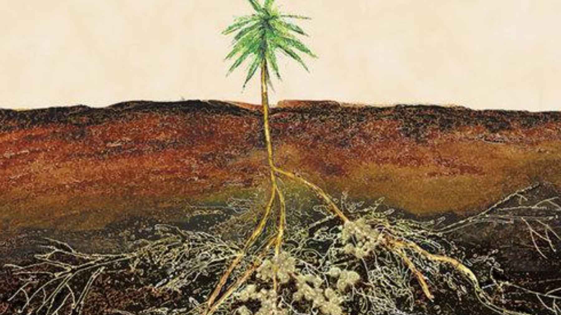 Microscopic mycorrhizal fungal network in soil connecting plant roots and supporting nutrient exchange, carbon storage, and ecosystem health.