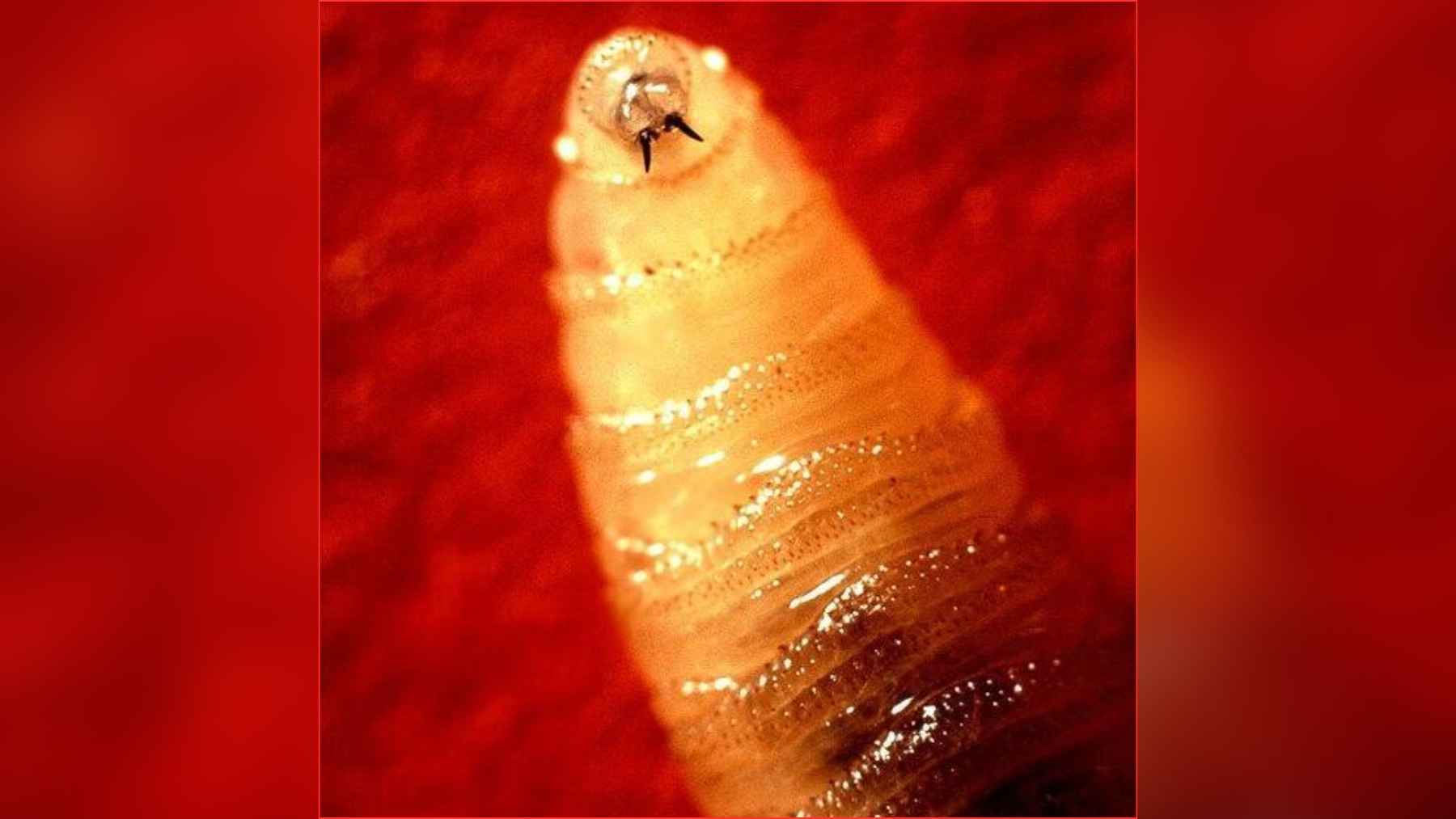 Pennsylvania slaps a quarantine on a flesh-eating parasite, proving farm nightmares are not just movie plots 1 Extreme close-up of a New World screwworm larva showing its dark mouth hooks used to burrow into living tissue