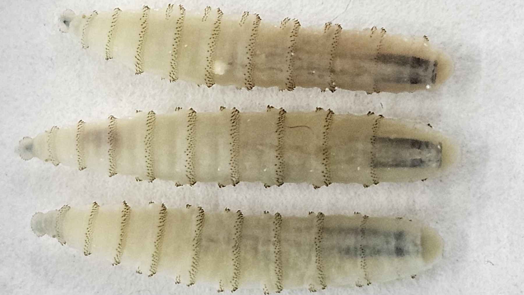 Close-up of New World screwworm larvae showing their segmented bodies and parasitic form
