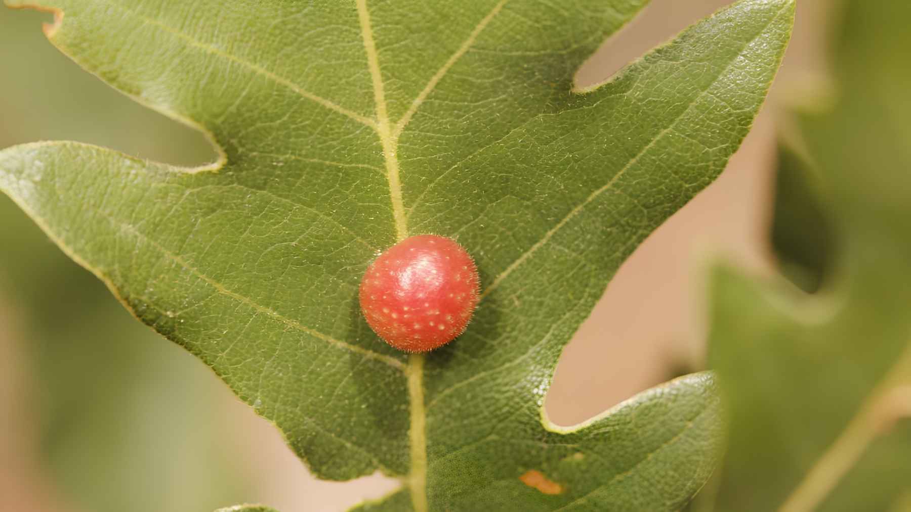 ant-carrying-oak-gall-myrmecochory-behavior