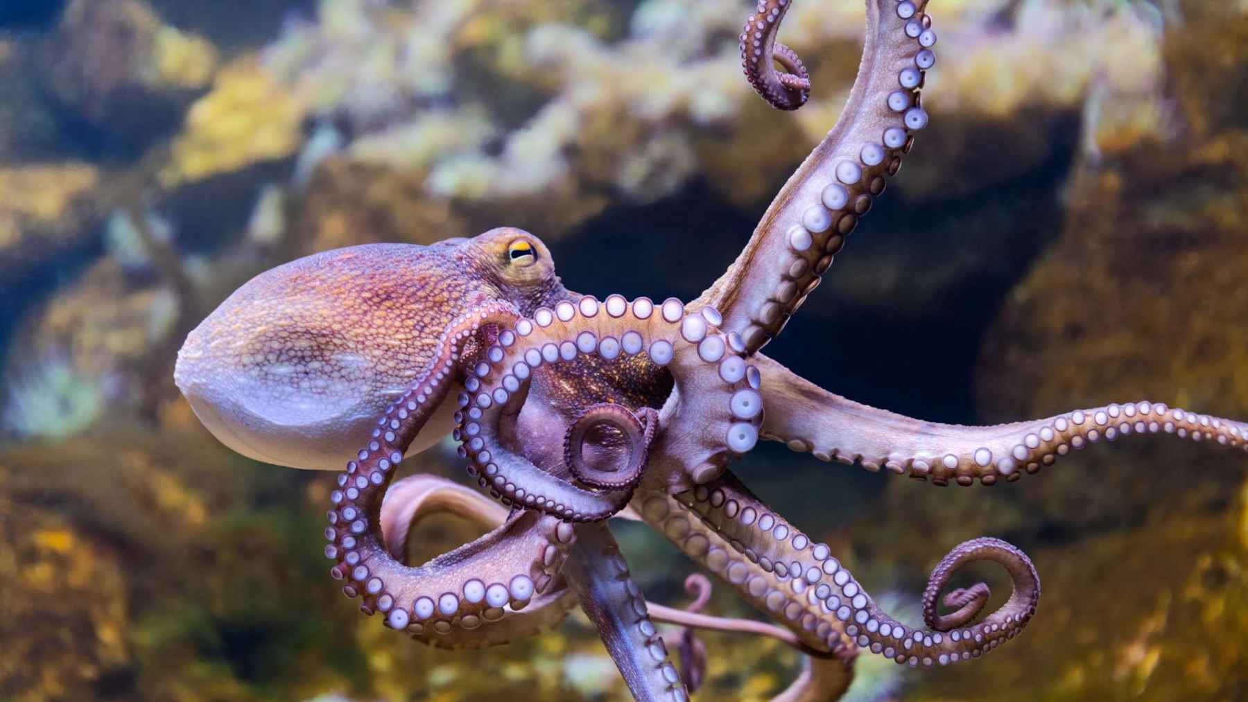 Octopus swimming underwater with its arms extended, showing rows of suckers used to sense and explore.