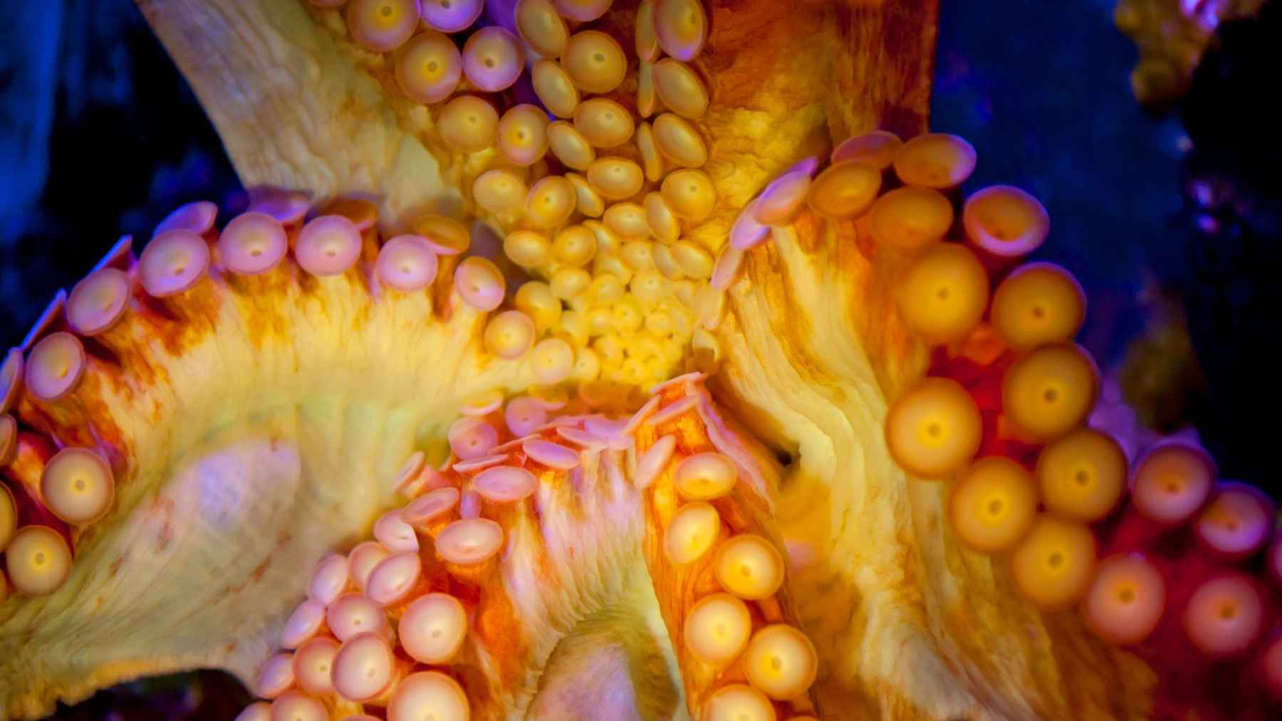 Octopuses have nine brains, three hearts, and blue copper-based blood, and most of their neurons live in their arms, meaning each arm can “taste,” decide, and react on its own 1 Close-up of octopus suckers showing the sensory structures used to taste and detect the environment.