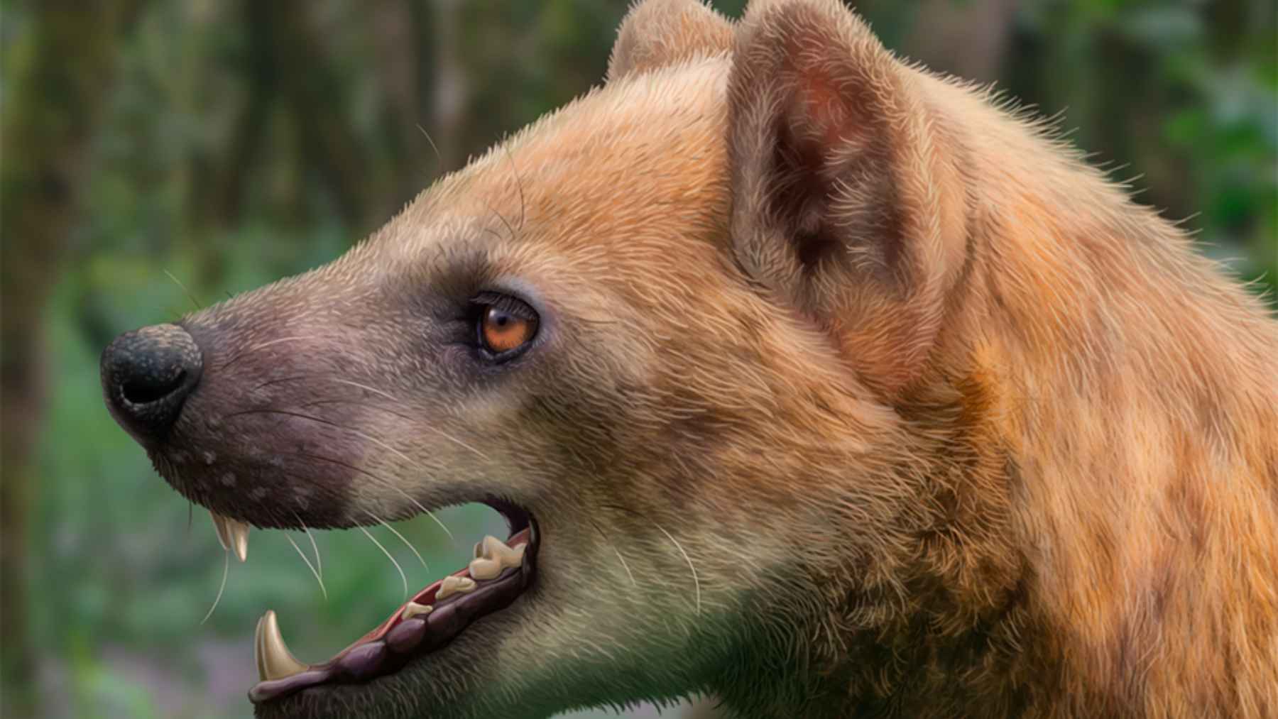 Reconstruction of the head and neck of Paludocyon moyasolai, a newly described Middle Miocene bear-dog from Spain
