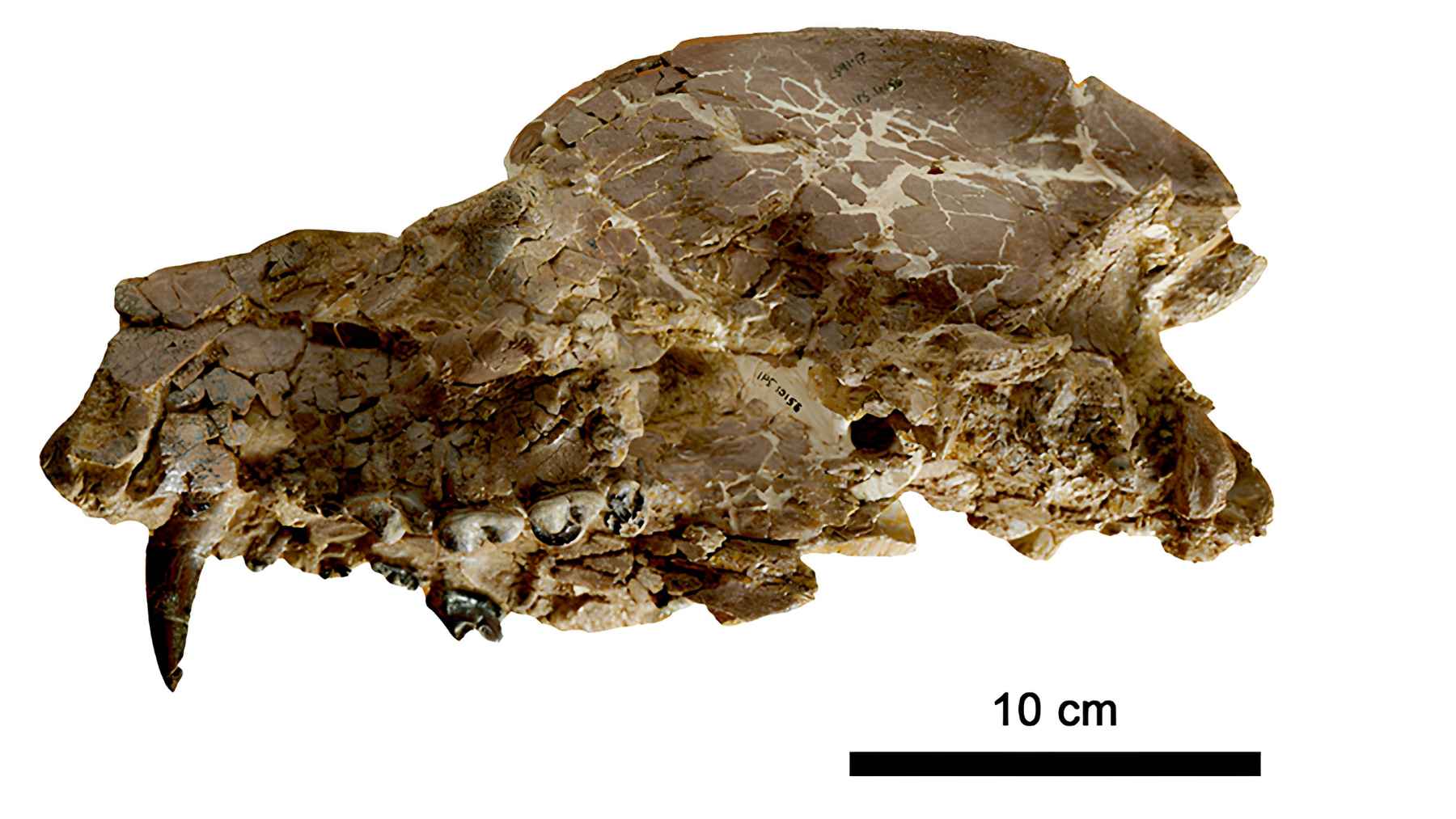 Scientists stumble on a never-seen “bear-dog,” blowing up what we thought we knew about Europe’s prehistoric beast lineup 1 Type specimen skull of Paludocyon moyasolai recovered at the Els Casots fossil site in Spain