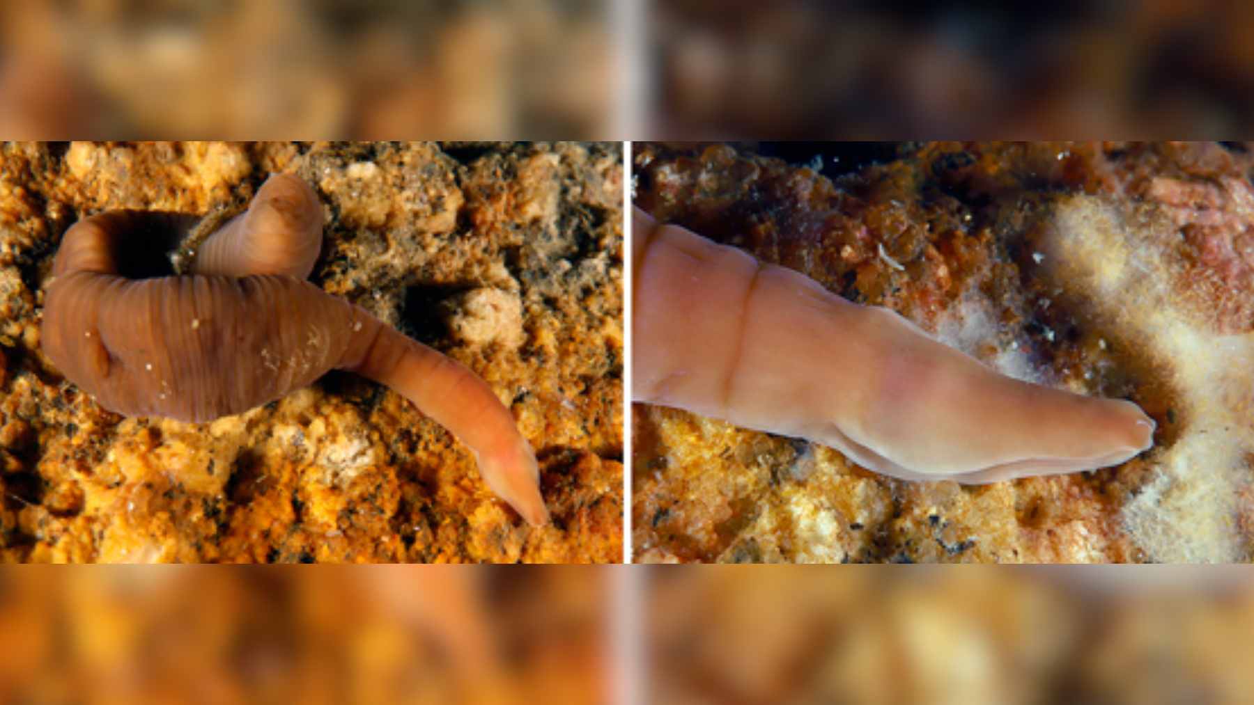 First images show a ribbon worm that folds like an accordion, and Pararosa vigarae looks like sci-fi even though it lives in the real ocean 1 Close-up of the accordion worm (Pararosa vigarae) showing its characteristic ringed body structure while contracted.