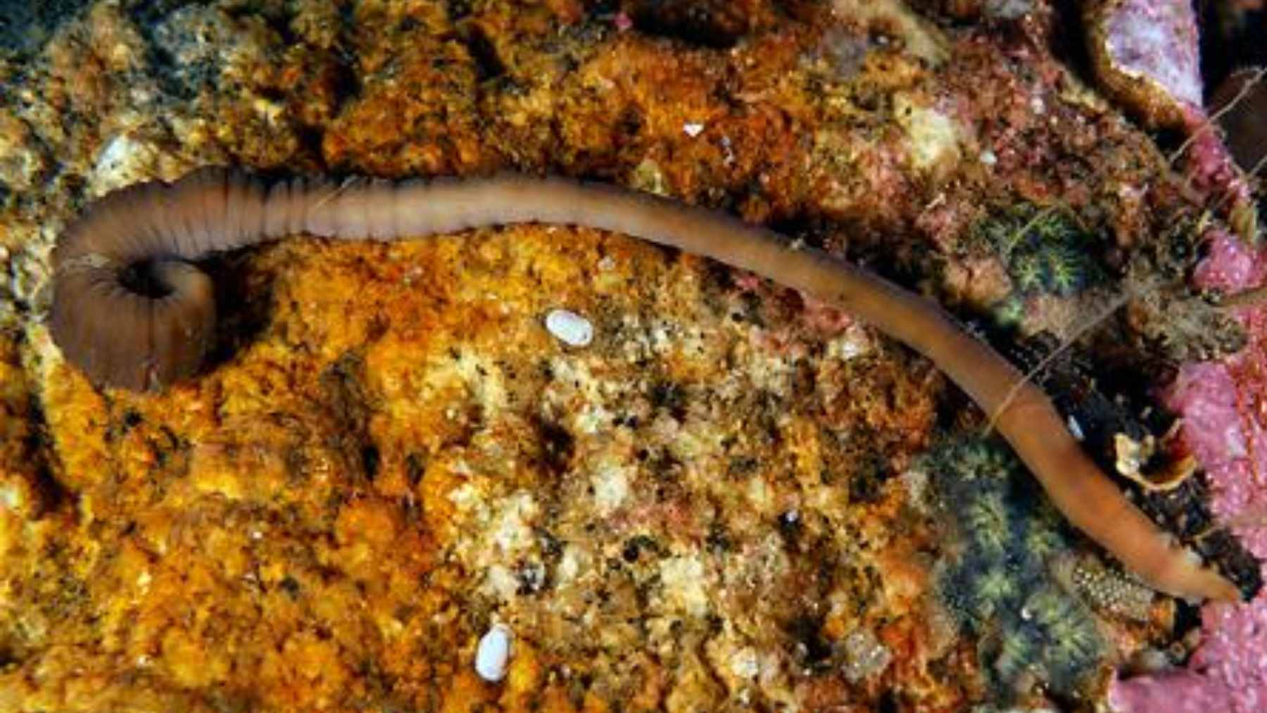 Close-up of the accordion worm (Pararosa vigarae) showing its characteristic ringed body structure while contracted.