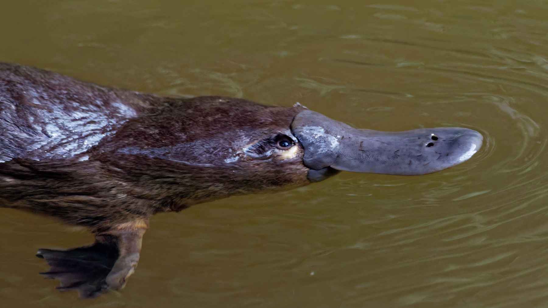 Close-up of platypus head and bill highlighting fur linked to unusual hollow melanosomes.