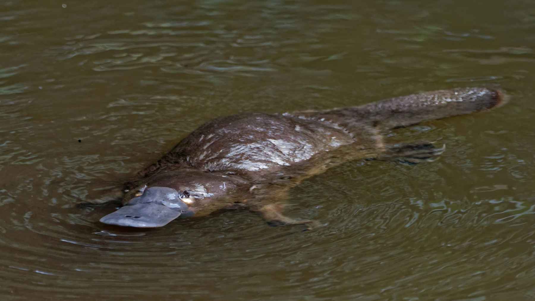 The platypus adds another oddity: its hair has hollow melanosomes, a trait typical of birds, and the finding proves again this animal does not follow the rules 1 Platypus swimming in water showing fur linked to hollow melanosomes discovered in a new study.