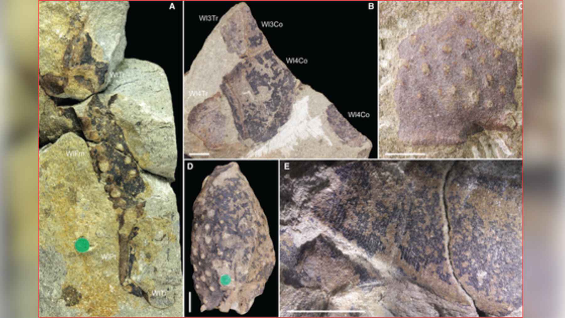 Scientists discover the largest extinct scorpion, measuring over about 3.3 ft. long, and the find resets what “giant” really means 1 Fossil fragments of Praearcturus gigas used to identify the largest known extinct scorpion.