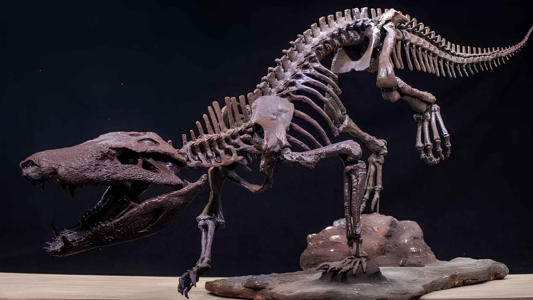 Scientists find the skeleton of a killer crocodile that hunted dinosaurs 70 million years ago, and its anatomy tells the story of predators that ruled without permission 1 A mounted skeleton of a prehistoric crocodile-like predator displayed in a museum, showing its skull, spine and limbs.