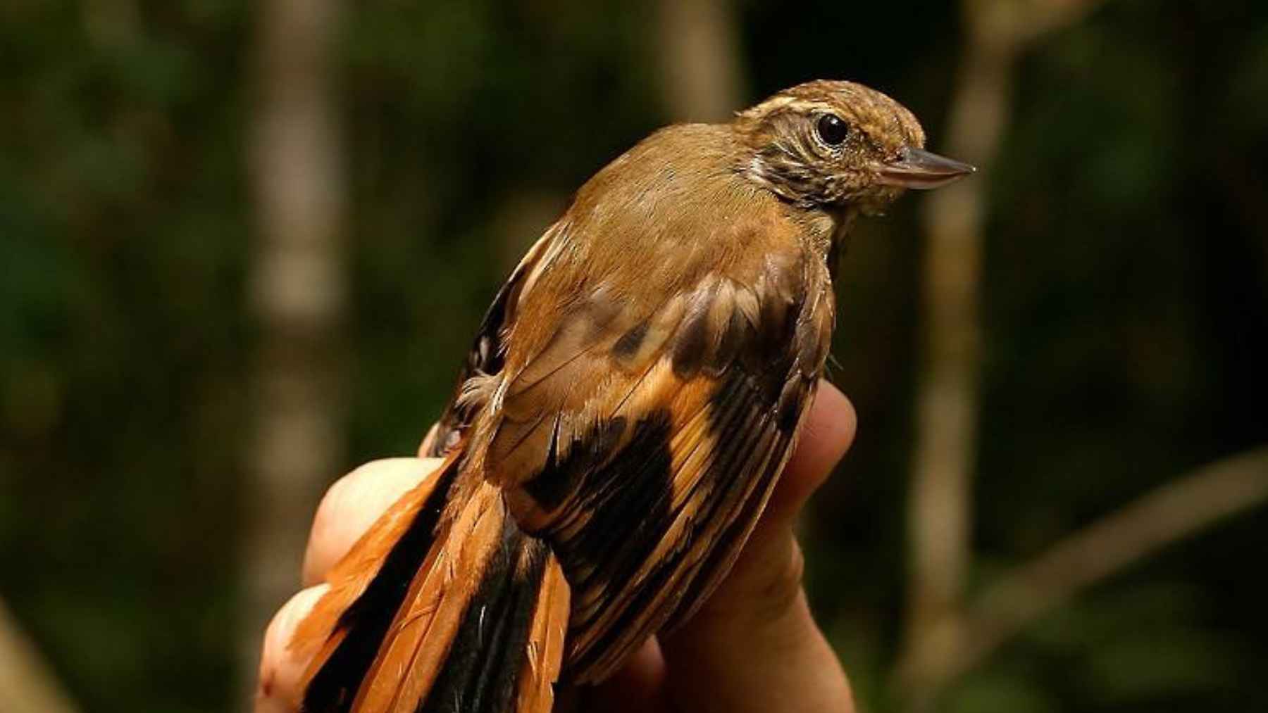 Researcher holds a rare forest bird during a biodiversity survey on Mount Kapalatmada, Buru Island, where scientists documented elusive bird species.
