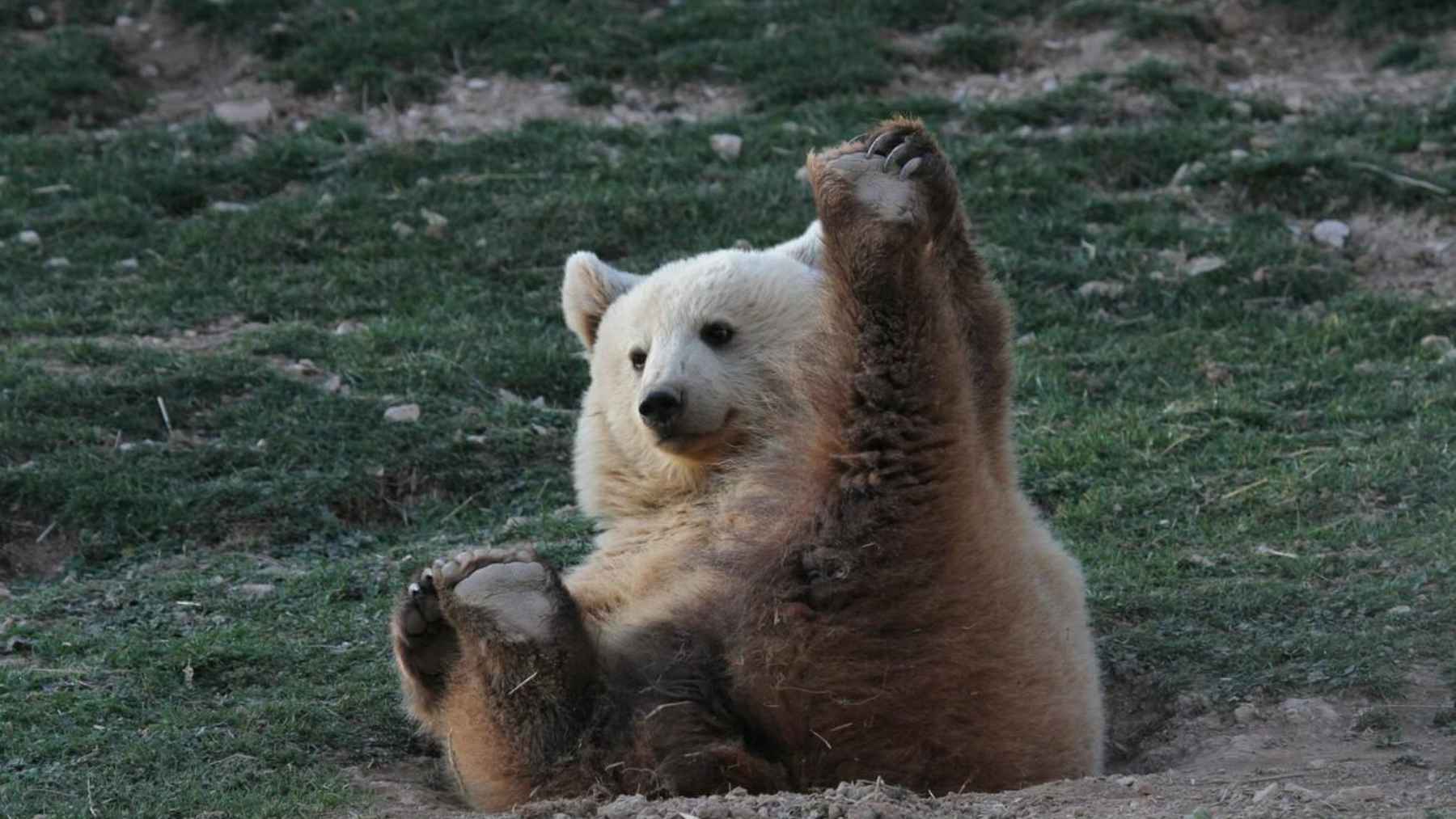 A bear raised in a tiny cage starts hibernating again, and the recovery shows how the body remembers an ancient instinct once it finally gets space, cold, and time 1 Rescued brown bear sitting on the ground raising a paw in a natural relaxed behavior inside a sanctuary.