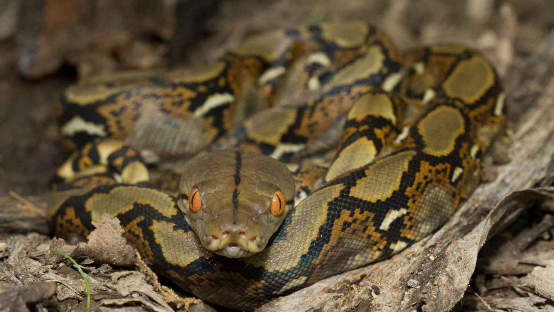Close-up of a reticulated python showing its patterned scales and orange eyes in a forest setting.