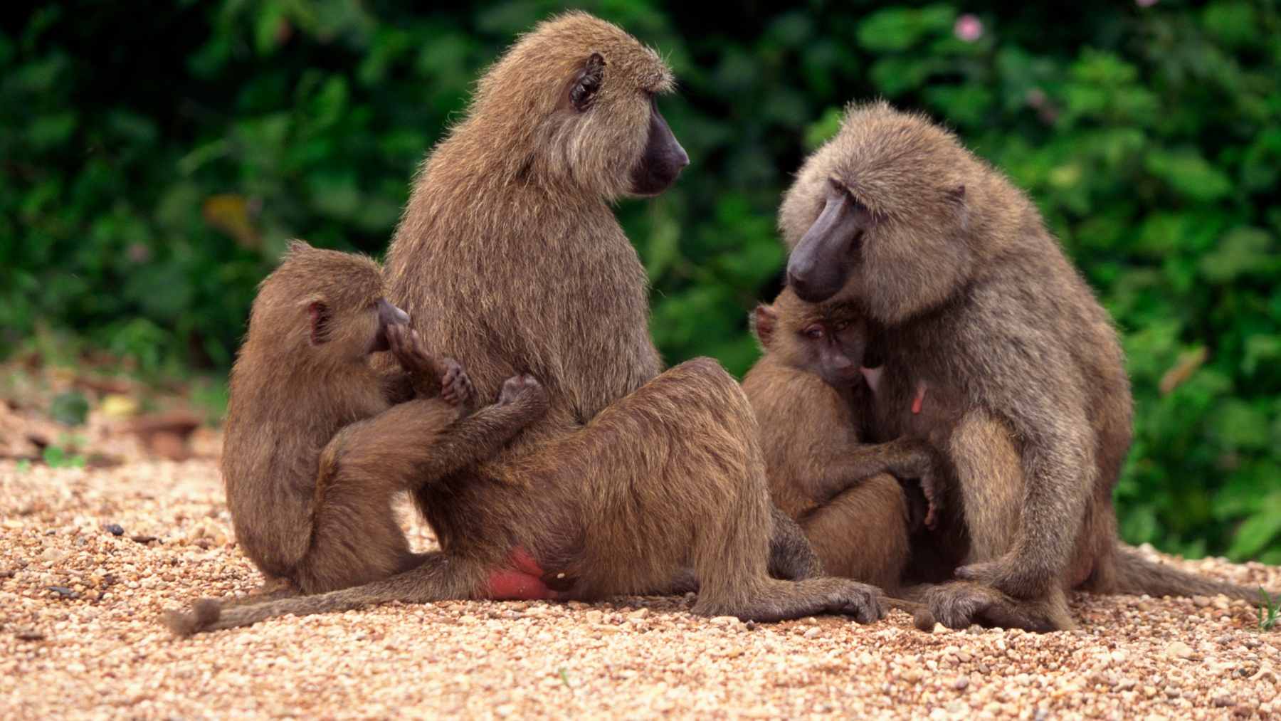 A wild chacma baboon foraging in the fynbos vegetation near a residential home in Rooiels, South Africa.