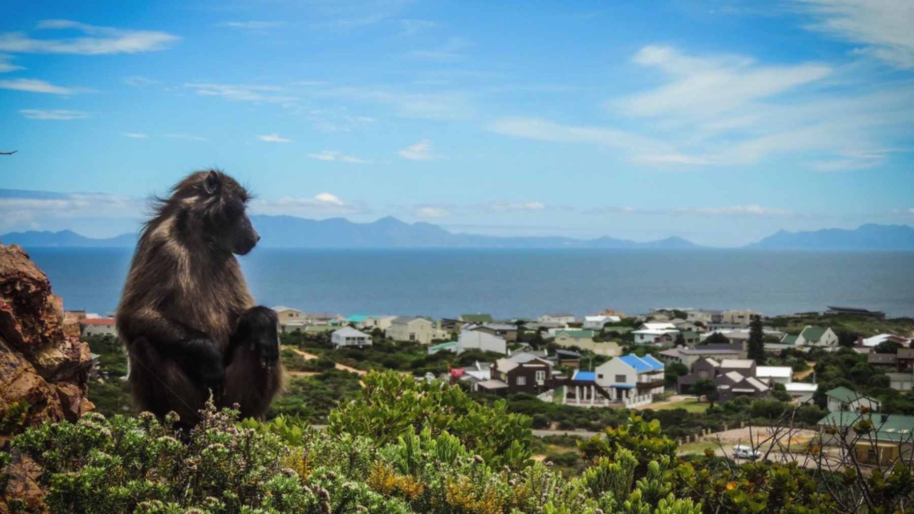 A wild chacma baboon sitting on a residential fence in Rooiels, South Africa, while residents maintain a cautious distance.