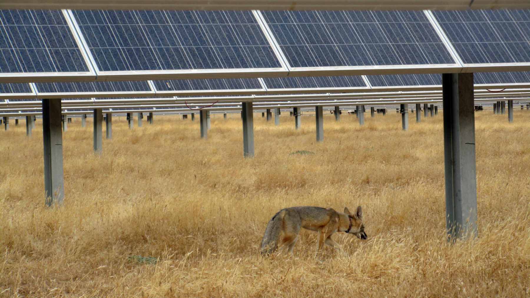 Foxes moved into a solar farm and turned it into a natural habitat, as the panels created shade, shelter, and a surprising new ecosystem 1 A small San Joaquin kit fox resting in the shade beneath solar panels at a managed utility-scale solar farm.