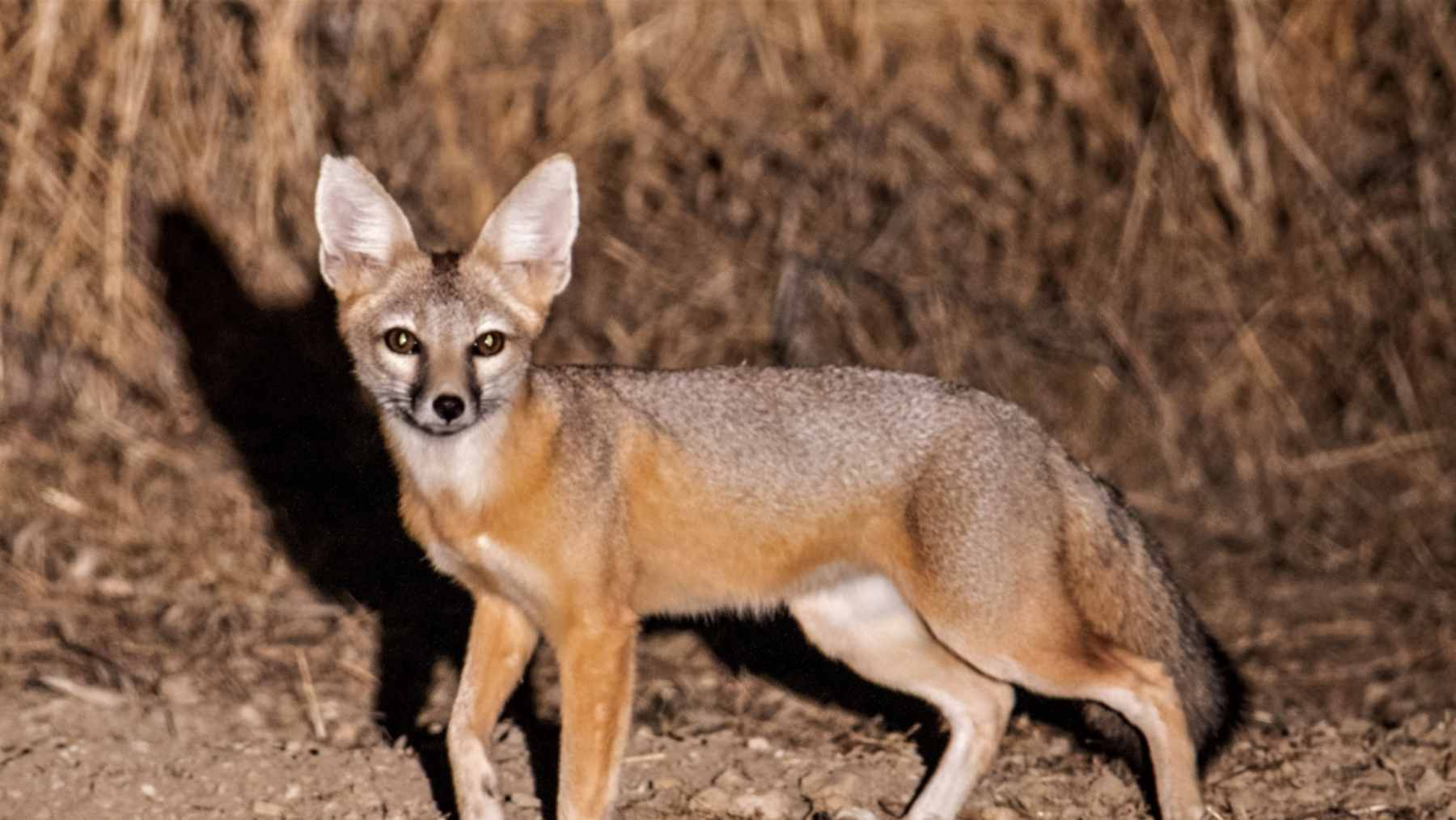 A small San Joaquin kit fox resting in the shade beneath solar panels at a managed utility-scale solar farm.