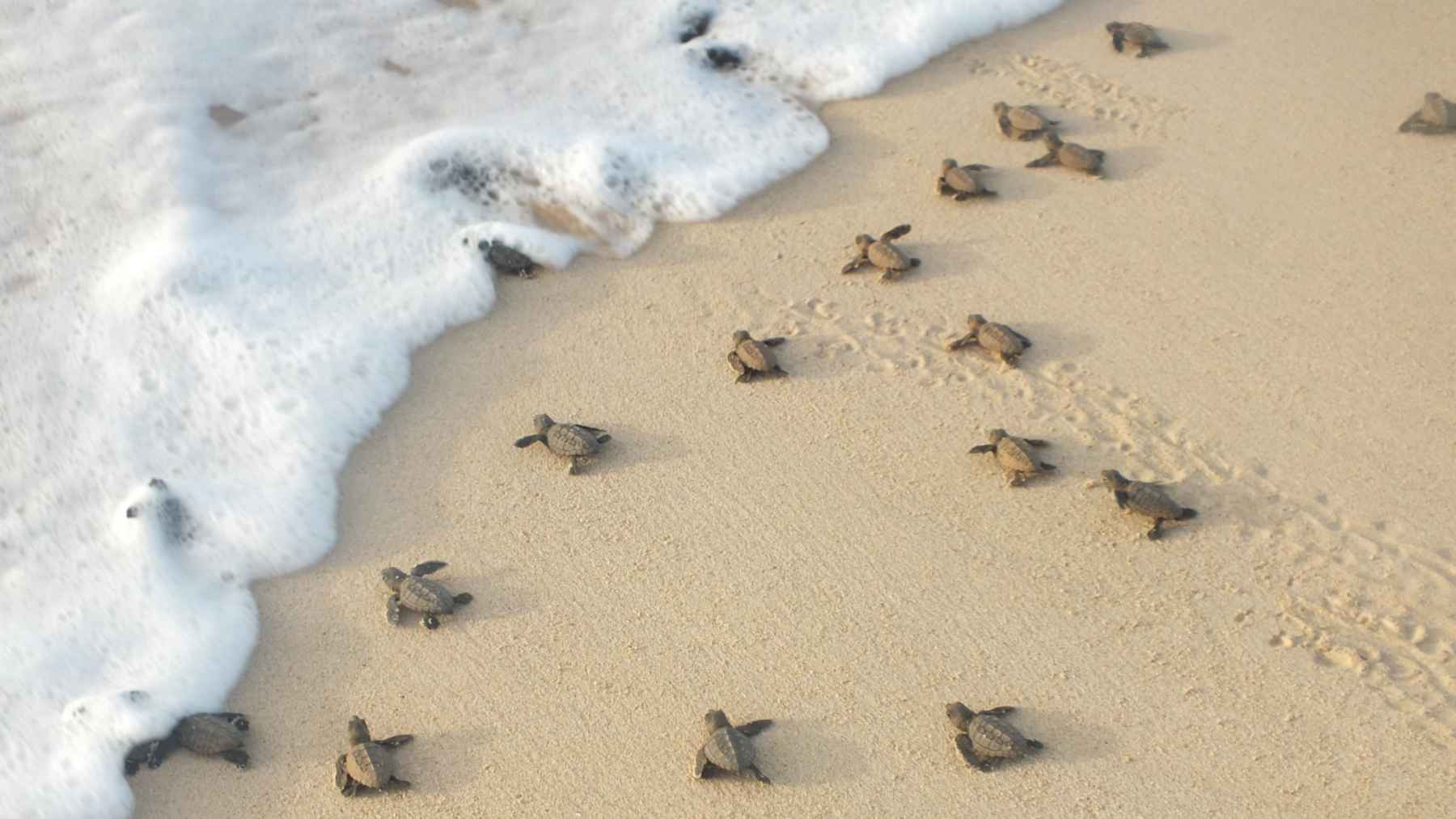 Turtles are nesting earlier yet laying fewer eggs—a biological plot twist that has scientists sweating bullets 1 Baby sea turtles crawling from a sandy beach toward the ocean after hatching