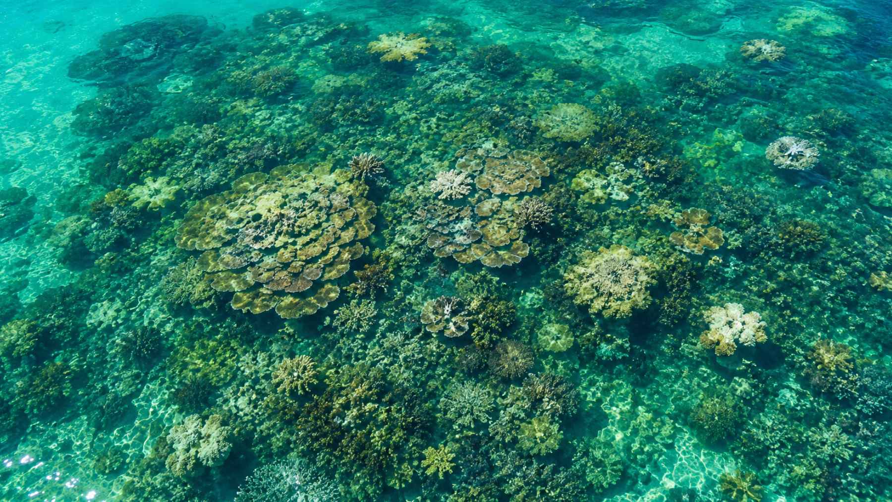Overhead view of a shallow coral reef under clear turquoise water, representing reef areas that may act as climate refuges.