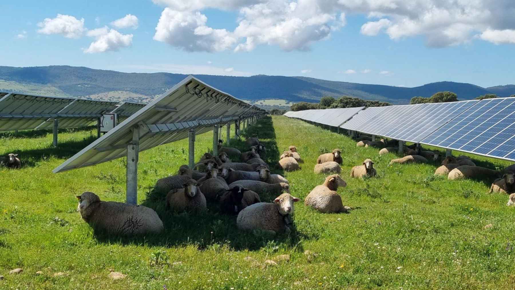 We assumed solar farms wrecked the countryside, but research shows birds and insects often thrive beneath panels, where shade and shelter create new microhabitats 1 Sheep graze beneath solar panels in a green field surrounded by hills.