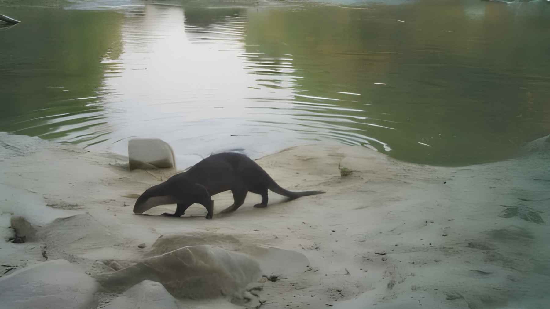 ECOnews 1 Smooth-coated otter walking along a riverbank captured by camera trap in India