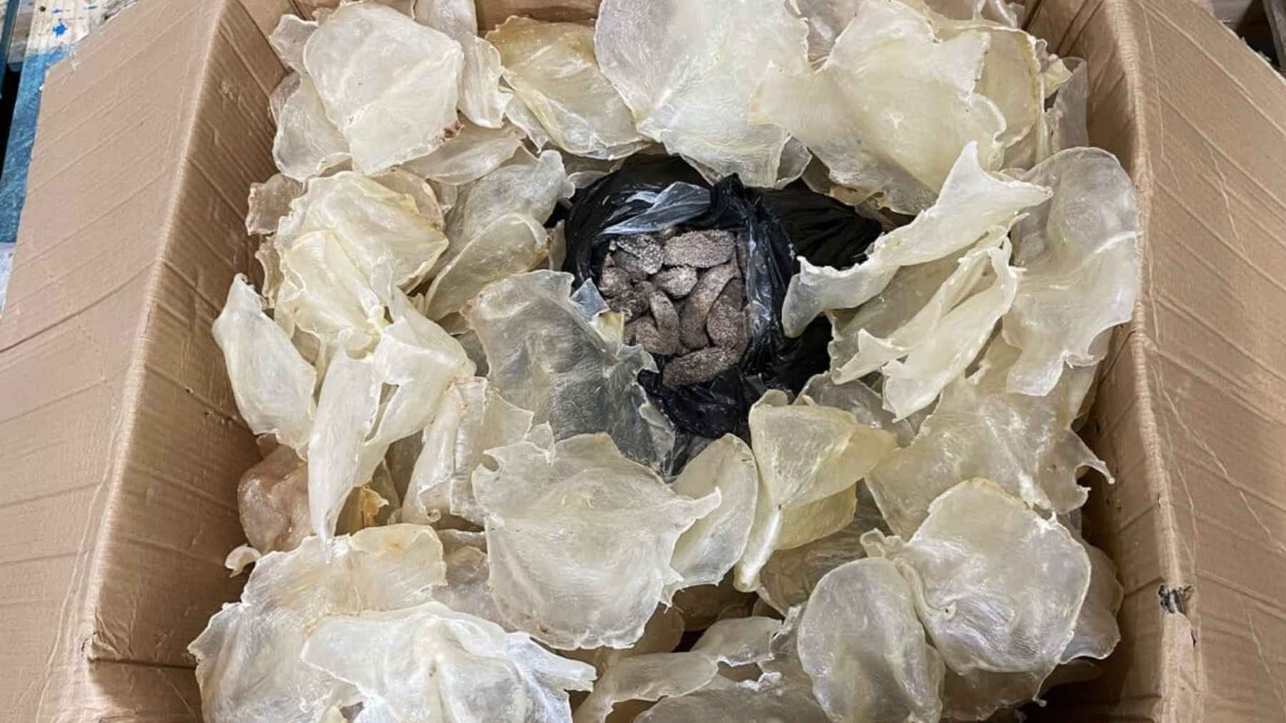 Box of smuggled shark fins hiding illegal marine wildlife products inside a shipment