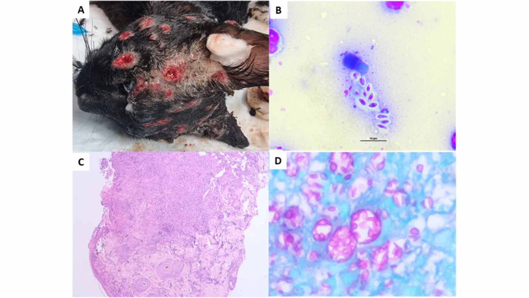 A close-up view of a cat with signs of a fungal skin lesion on its face, indicative of sporotrichosis.