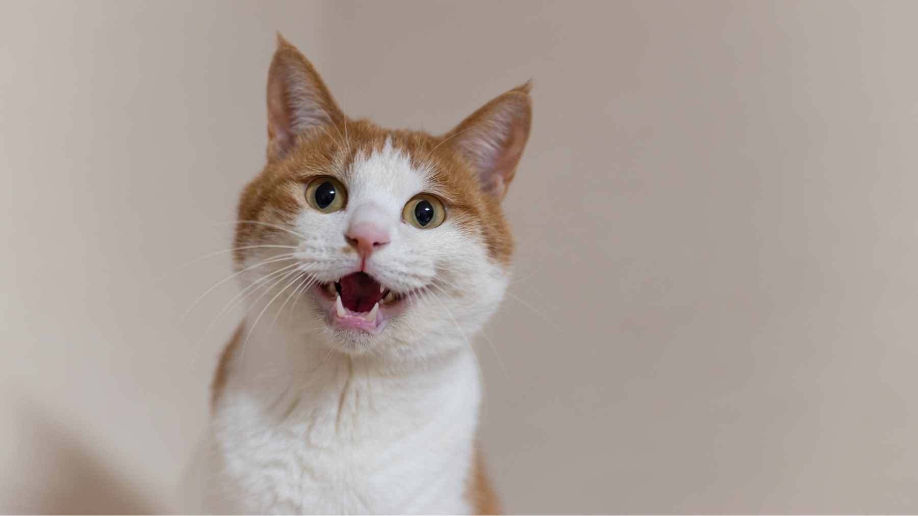 A close-up view of a cat with signs of a fungal skin lesion on its face, indicative of sporotrichosis.