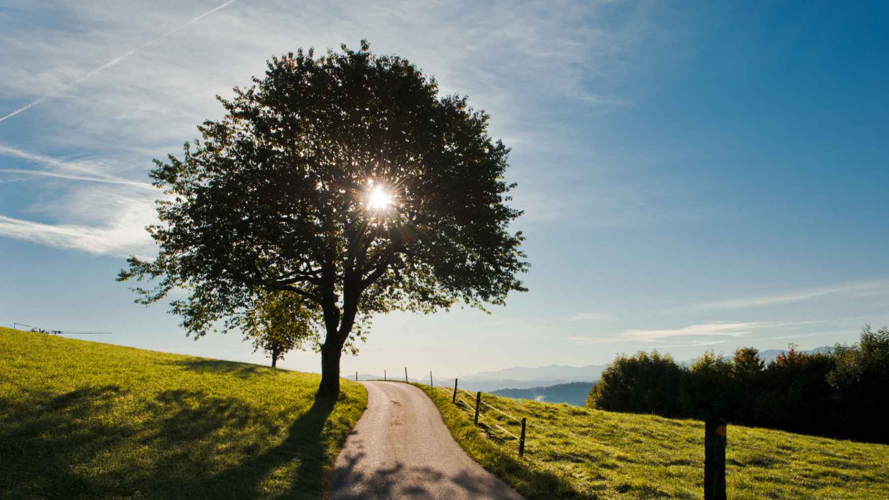 Sunlight filters through a lone tree and casts long shadows across a grassy hillside, illustrating ground-level light and shade in Switzerland.