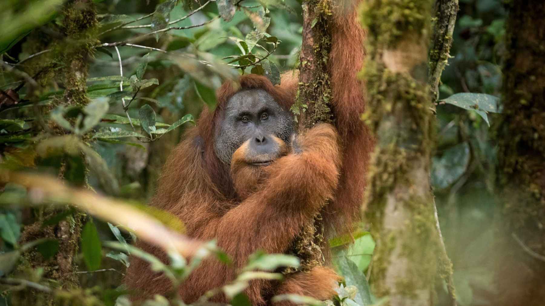 Tapanuli orangutan in the Batang Toru rainforest, the only place where the rare ape survives