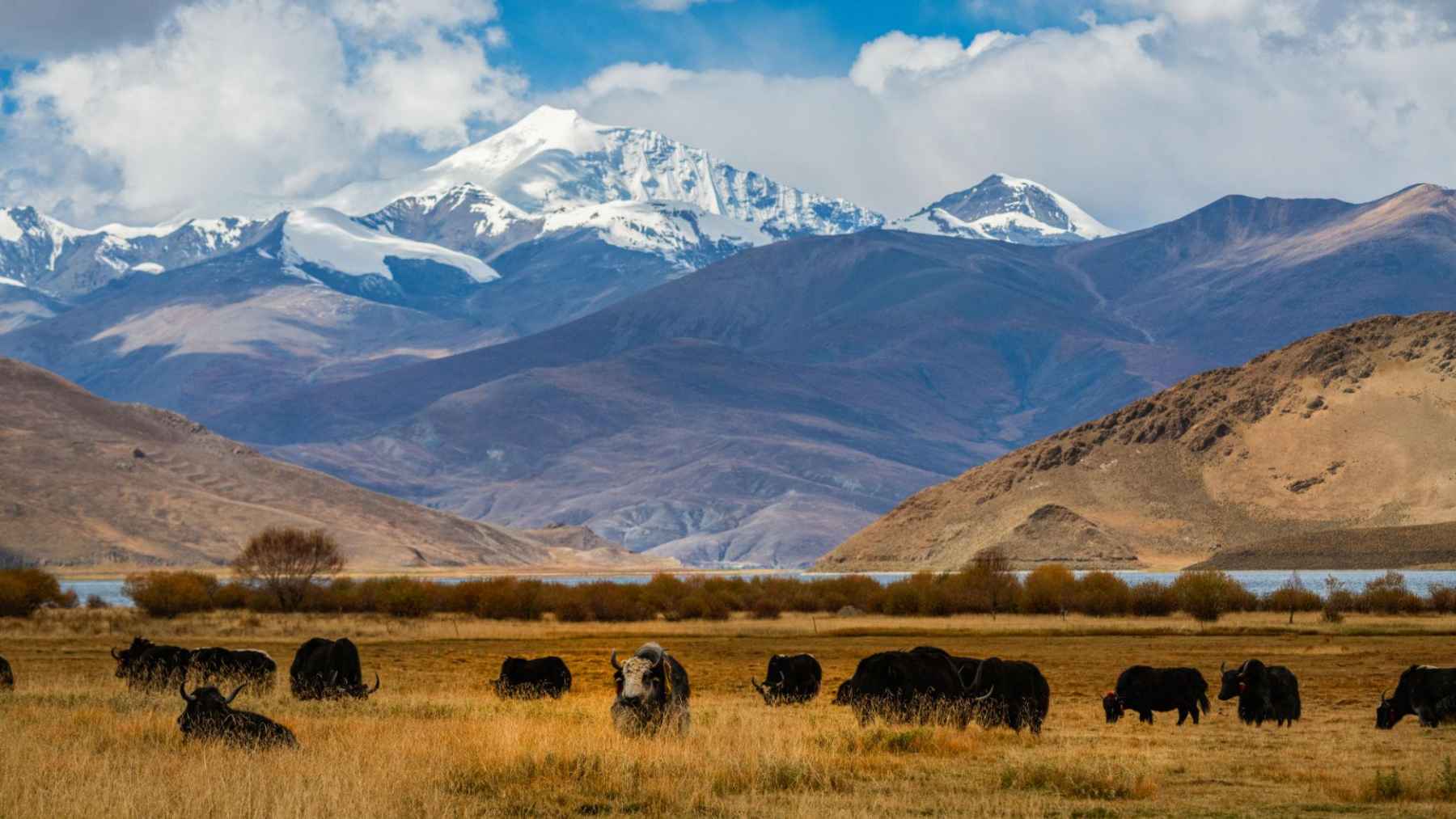 Researchers find thousands of new microbial species in herbivore poop, and the discovery suggests the biggest biodiversity may live where nobody wants to look 1 Yaks grazing across the Tibetan Plateau with mountains in the background, the site of a major microbiome study.